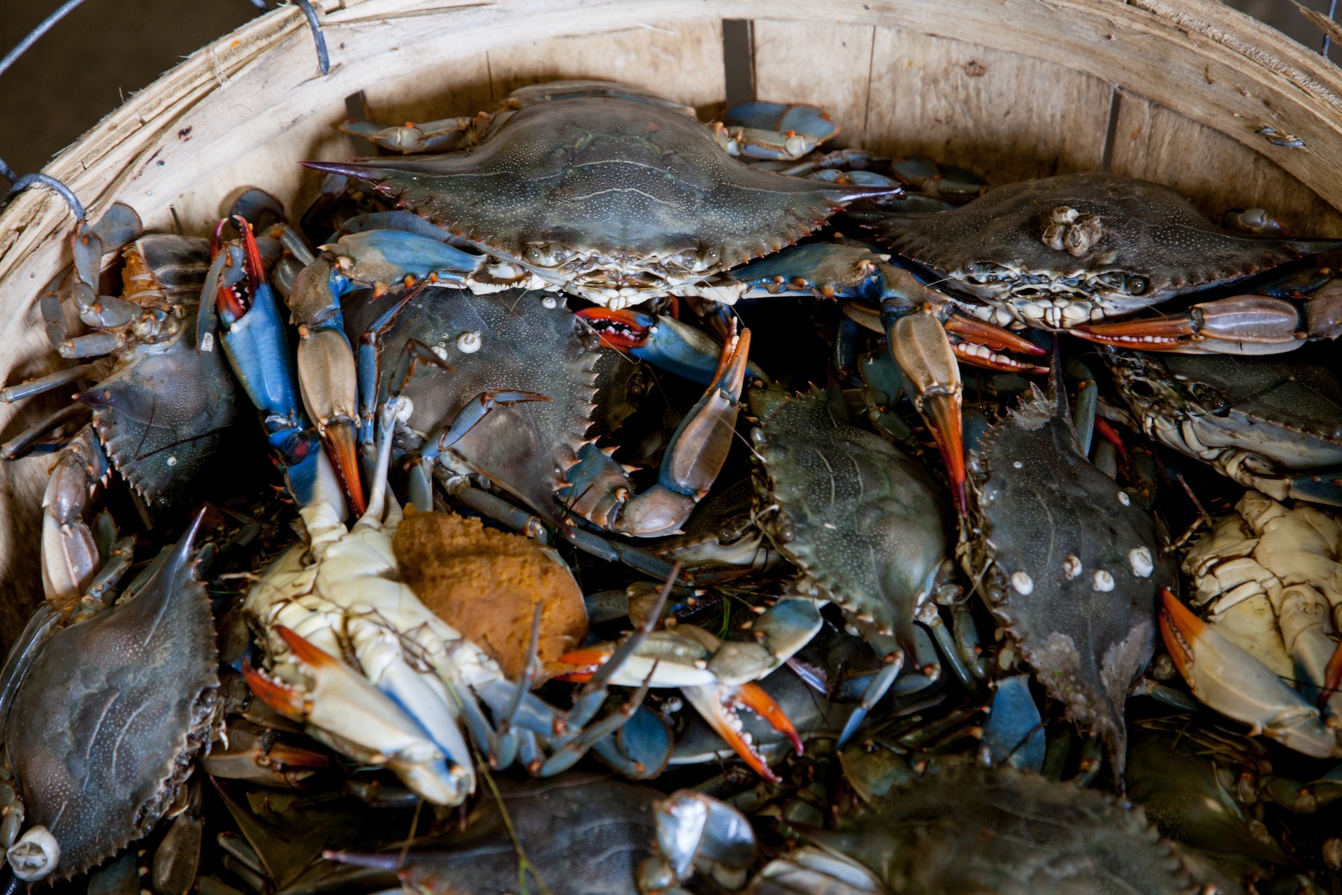 Maryland blue crab bushel of crabs Chesapeake Comfort Systems