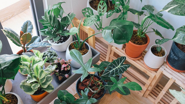 house plants on tables